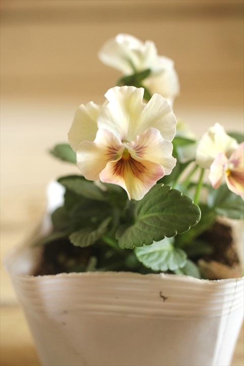 画像1: 北島園芸さんオリジナル！ フリルビオラ『シャボンアルティ』 ★１点もの ver.１４★