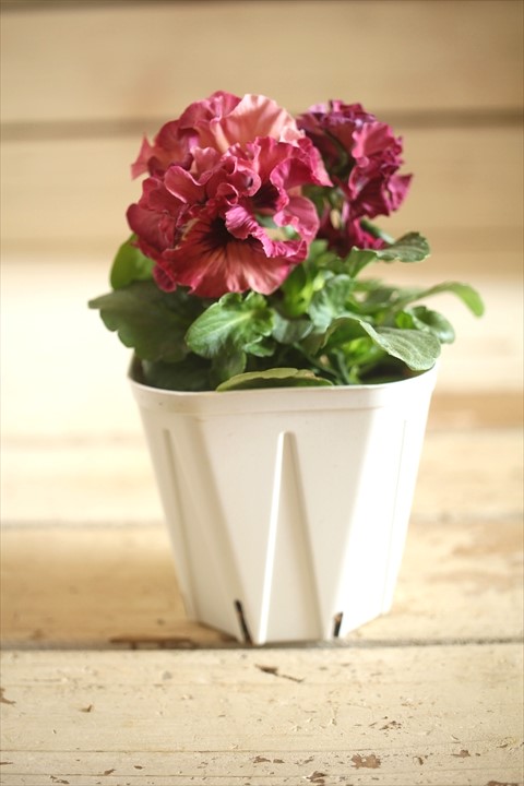 画像2: フリンジ咲きパンジーローヴドゥアントワネット『ロココ』 ★１点もの ver.６１★