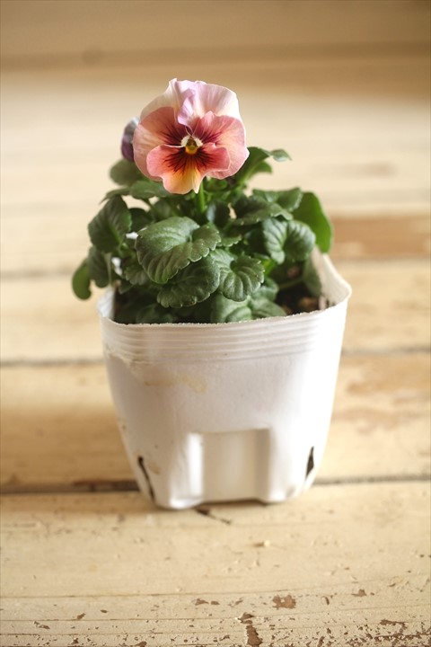 画像2: 北島園芸さんオリジナル！ フリルビオラ『シャボンアルティ』 ★１点もの ver.１３★