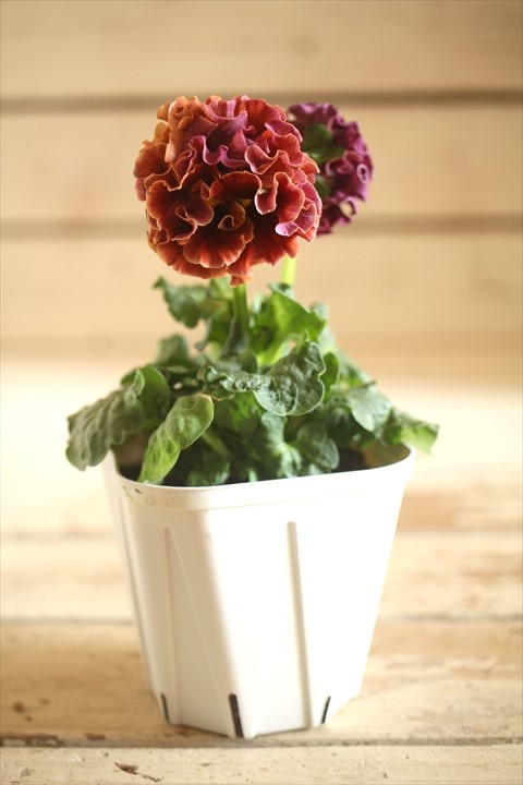 画像2: フリンジ咲きパンジーローヴドゥアントワネット『ロココ』 ★１点もの ver.４８★