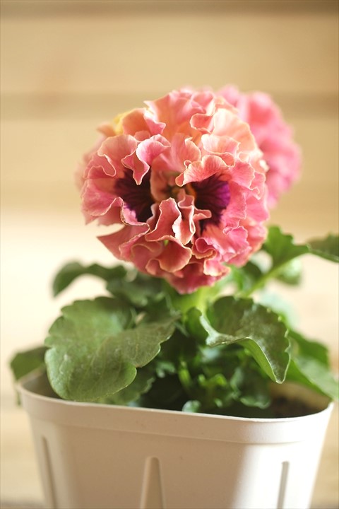 画像1: フリンジ咲きパンジーローヴドゥアントワネット『ロココ』 ★１点もの ver.４３★