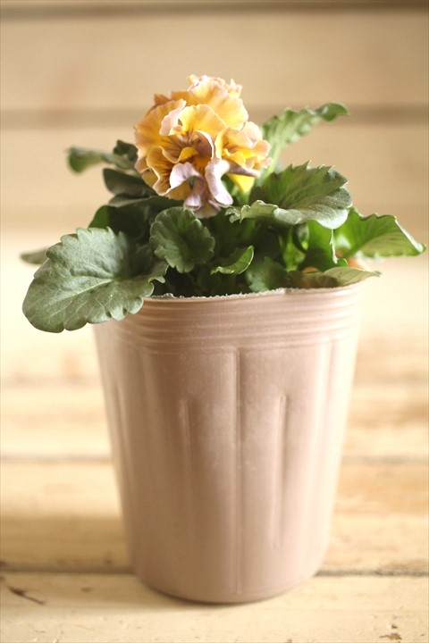 画像1: 【１点もの】2025NEW!! МFFさんオリジナル!! フリルパンジーモアナ『レモーナ』 ★ver.１４★