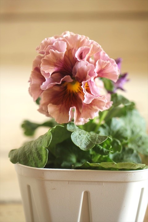 画像1: フリンジ咲きパンジーローヴドゥアントワネット『ロココ』 ★１点もの ver.５７★