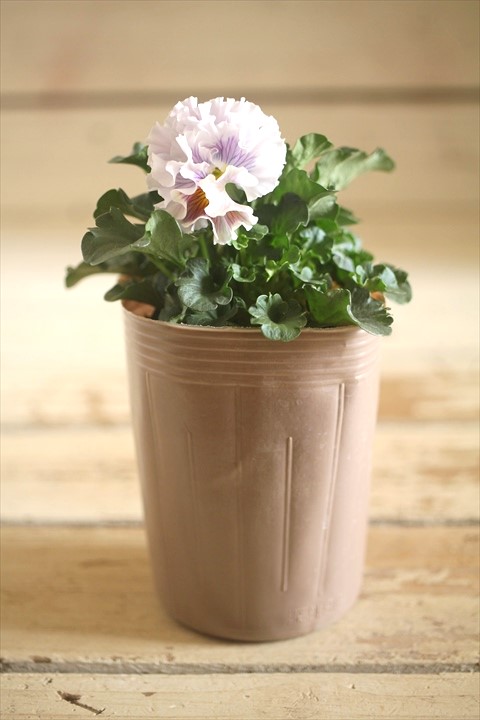 画像1: 【１点もの】2025NEW!! МFFさんオリジナル!! フリルパンジーモアナ『レモーナ』 ★ver.３★