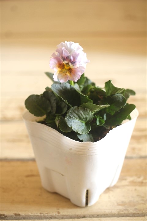 画像2: 北島園芸さんオリジナル！ フリルビオラ『ドレープ・シエナ』 ★１点もの ver. １４★