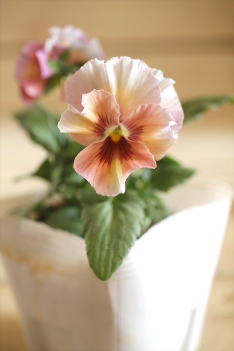 画像1: 北島園芸さんオリジナル！ フリルビオラ『シャボンアルティ』 ★１点もの ver.１２★