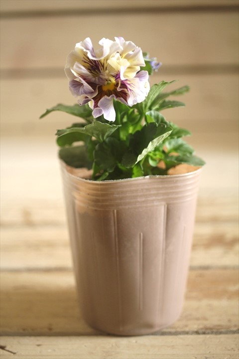 画像1: 【１点もの】2025NEW!! МFFさんオリジナル!! フリルパンジーモアナ『レモーナ』 ★ver.５★