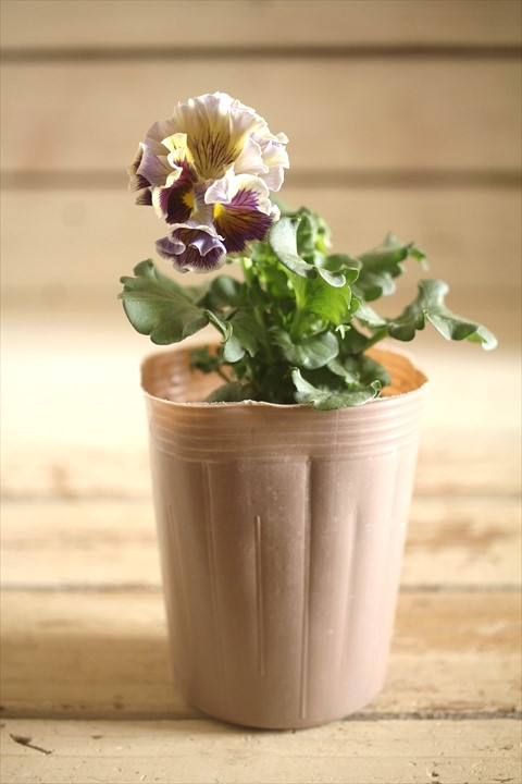 画像1: 【１点もの】2025NEW!! МFFさんオリジナル!! フリルパンジーモアナ『レモーナ』 ★ver.１１★