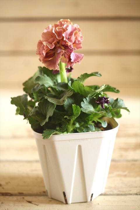 画像2: フリンジ咲きパンジーローヴドゥアントワネット『ロココ』 ★１点もの ver.４７★