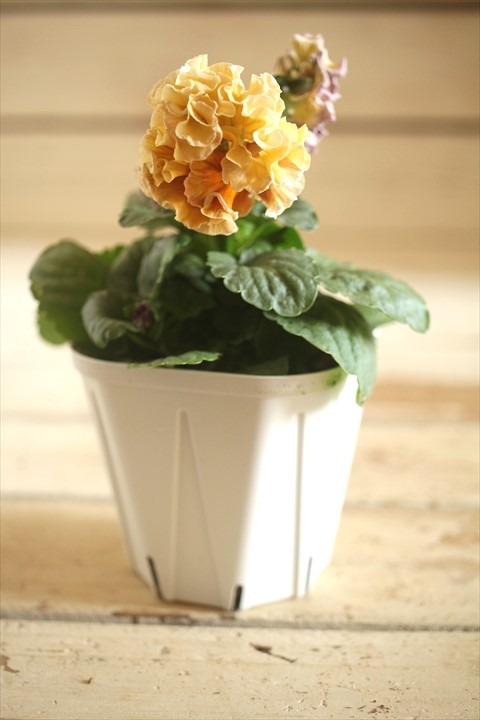 画像2: フリンジ咲きパンジーローヴドゥアントワネット『ロココ』 ★１点もの ver.６２★