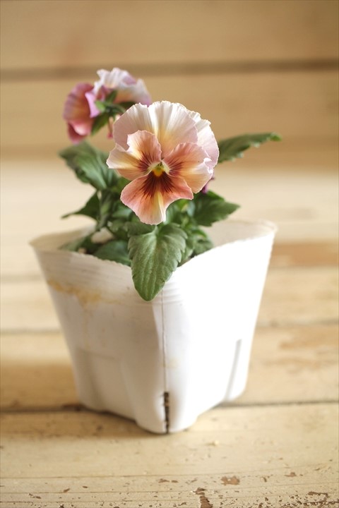 画像2: 北島園芸さんオリジナル！ フリルビオラ『シャボンアルティ』 ★１点もの ver.１２★