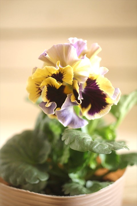 画像2: 【１点もの】2025NEW!! МFFさんオリジナル!! フリルパンジーモアナ『レモーナ』 ★ver.１★