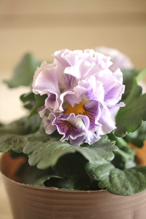 画像2: 【１点もの】2025NEW!! МFFさんオリジナル!! フリルパンジーモアナ『レモーナ』 ★ver.２★