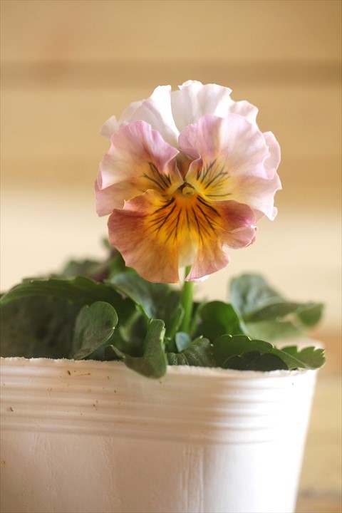 画像1: 北島園芸さんオリジナル！ フリルビオラ『ドレープ・シエナ』 ★１点もの ver. ２０★