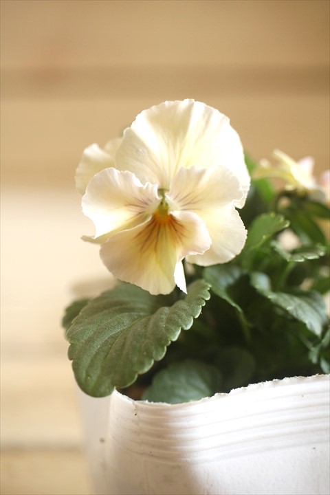 画像1: 北島園芸さんオリジナル！ フリルビオラ『シャボンアルティ』 ★１点もの ver.１１★