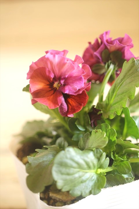 画像1: 北島園芸さんオリジナル！ フリルビオラ『ドレープ・シエナ』 ★１点もの ver. １１★