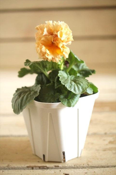 画像2: フリンジ咲きパンジーローヴドゥアントワネット『ロココ』 ★１点もの ver.５８★