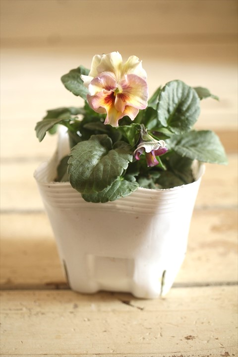 画像2: 北島園芸さんオリジナル！ フリルビオラ『シャボンアルティ』 ★１点もの ver.２０★