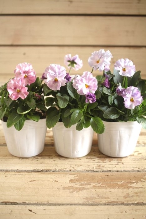 画像2: 【３株セット １点もの】花日和さんオリジナル！ フリルパンジー『シエルブリエ』