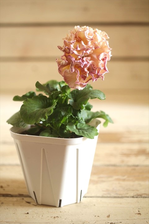 画像2: フリンジ咲きパンジーローヴドゥアントワネット『ロココ』 ★１点もの ver.４９★