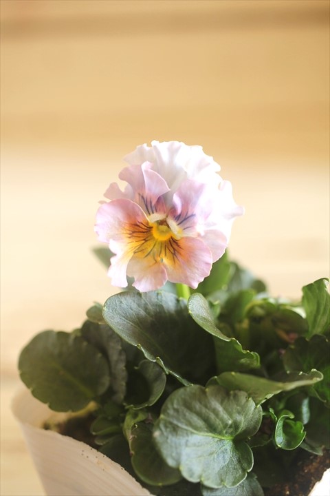 画像1: 北島園芸さんオリジナル！ フリルビオラ『ドレープ・シエナ』 ★１点もの ver. １４★