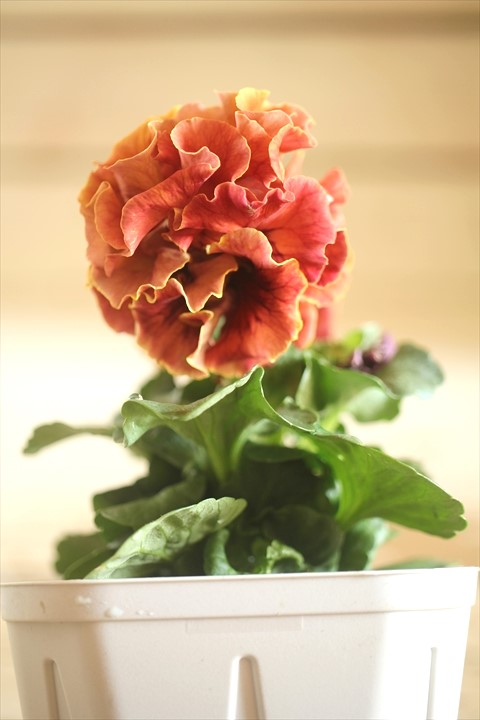 画像1: フリンジ咲きパンジーローヴドゥアントワネット『ロココ』 ★１点もの ver.５５★