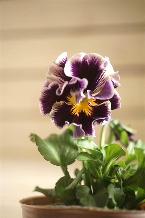 画像2: 【１点もの】2025NEW!! МFFさんオリジナル!! フリルパンジーモアナ『レモーナ』 ★ver.１２★