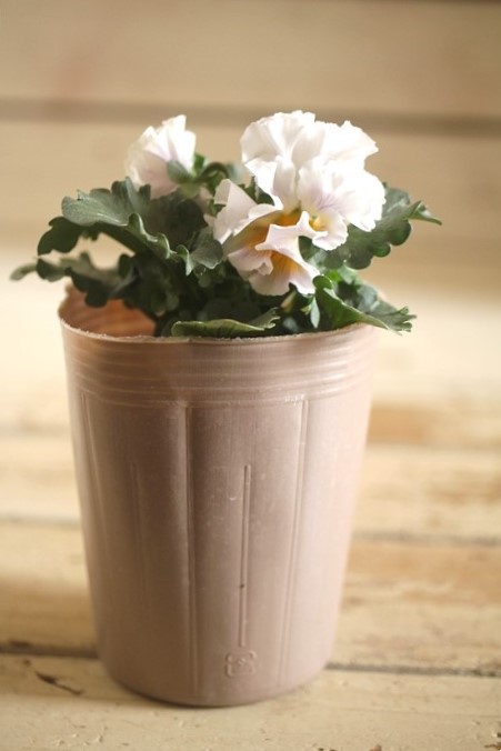 画像1: 【１点もの】2025NEW!! МFFさんオリジナル!! フリルパンジーモアナ『レモーナ』 ★ver.９★