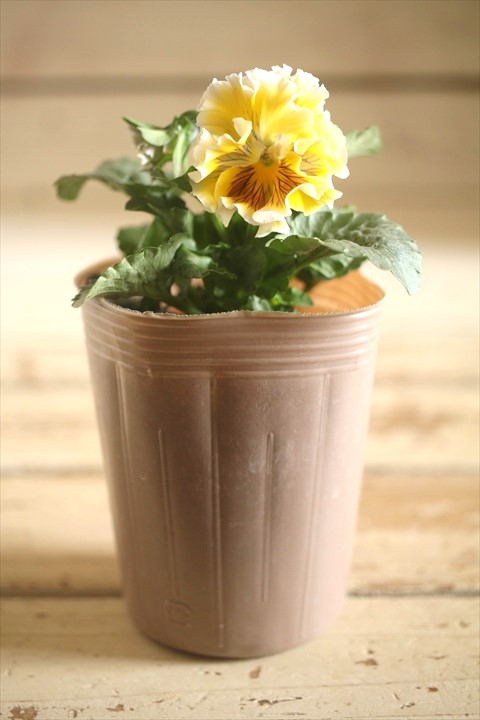 画像1: 【１点もの】2025NEW!! МFFさんオリジナル!! フリルパンジーモアナ『レモーナ』 ★ver.１０★