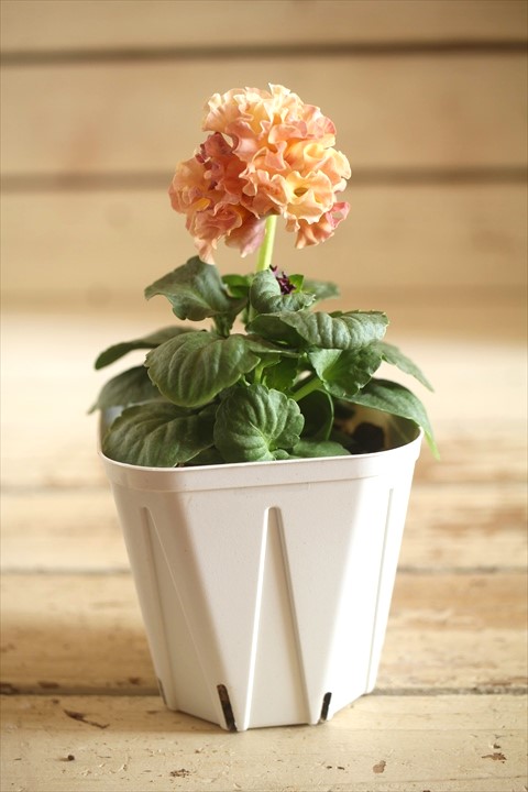 画像2: フリンジ咲きパンジーローヴドゥアントワネット『ロココ』 ★１点もの ver.４６★