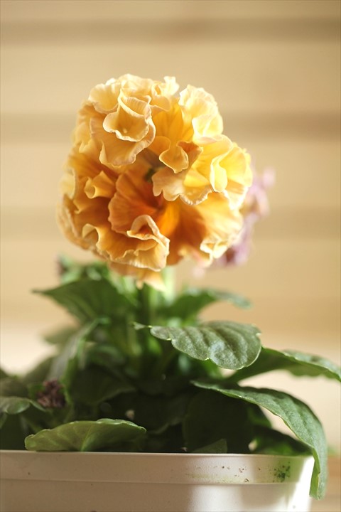 画像1: フリンジ咲きパンジーローヴドゥアントワネット『ロココ』 ★１点もの ver.６２★