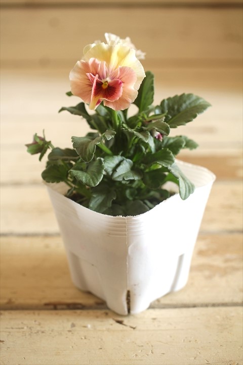 画像2: 北島園芸さんオリジナル！ フリルビオラ『シャボンアルティ』 ★１点もの ver.６★