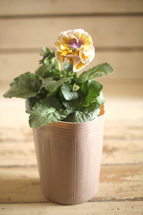 画像1: 【１点もの】2025NEW!! МFFさんオリジナル!! フリルパンジーモアナ『レモーナ』 ★ver.７★