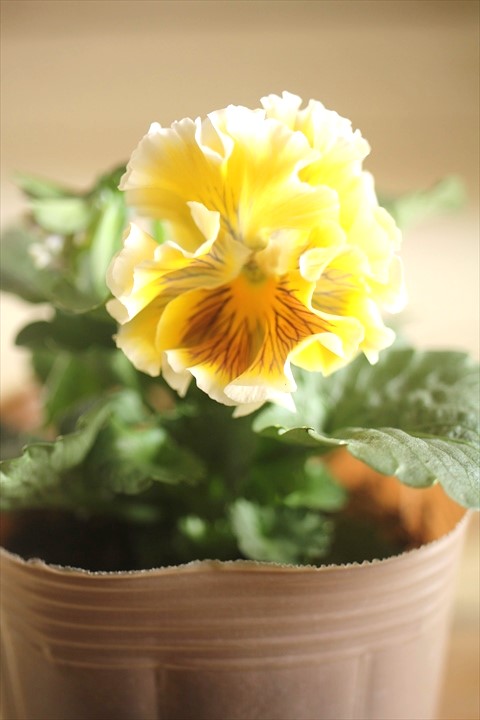 画像2: 【１点もの】2025NEW!! МFFさんオリジナル!! フリルパンジーモアナ『レモーナ』 ★ver.１０★