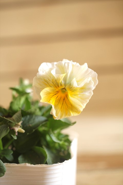 画像1: 北島園芸さんオリジナル！ フリルビオラ『ドレープ・シエナ』 ★１点もの ver. １２★