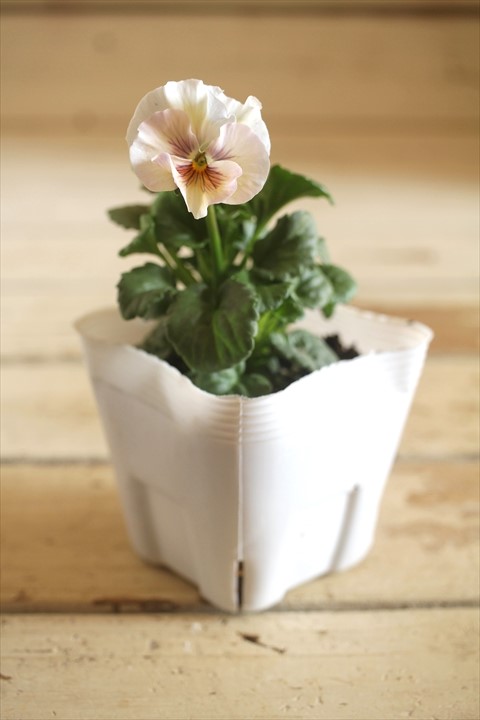 画像2: 北島園芸さんオリジナル！ フリルビオラ『シャボンアルティ』 ★１点もの ver.７★