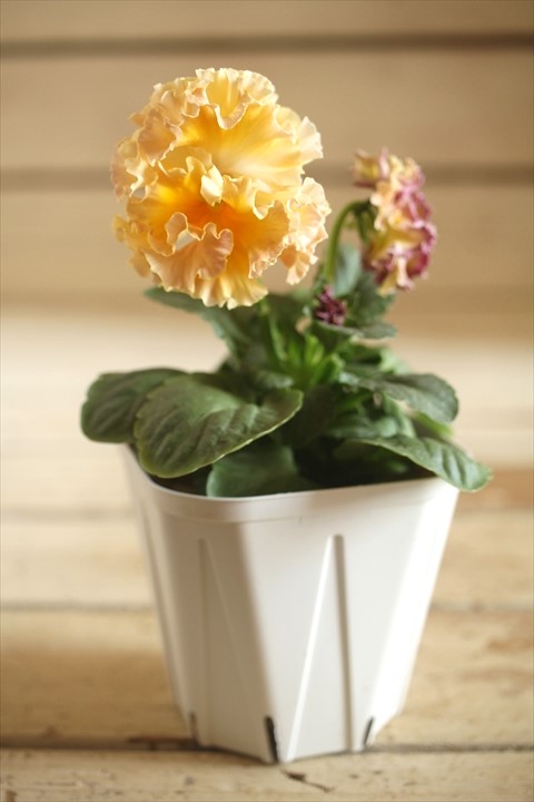 画像2: フリンジ咲きパンジーローヴドゥアントワネット『ロココ』 ★１点もの ver.６４★