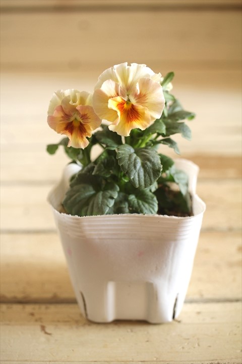 画像2: 北島園芸さんオリジナル！ フリルビオラ『シャボンアルティ』 ★１点もの ver.５★