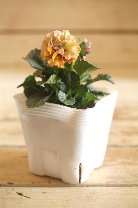 画像2: 北島園芸さんオリジナル！ フリルビオラ『ドレープ・シエナ』 ★１点もの ver. １６★