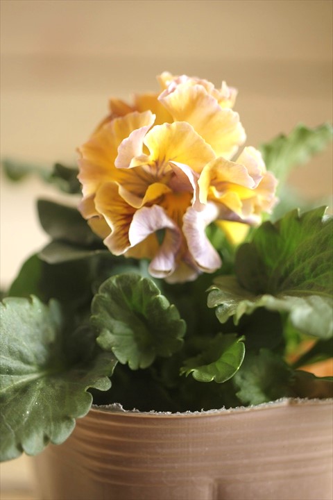 画像2: 【１点もの】2025NEW!! МFFさんオリジナル!! フリルパンジーモアナ『レモーナ』 ★ver.１４★