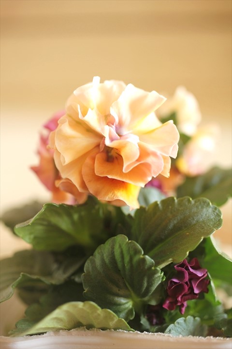 画像1: 北島園芸さんオリジナル！ フリルビオラ『ドレープ・シエナ』 ★１点もの ver. １８★