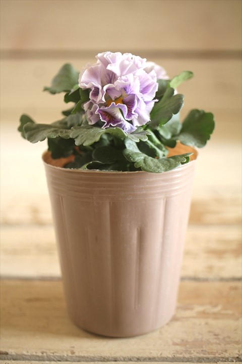 画像1: 【１点もの】2025NEW!! МFFさんオリジナル!! フリルパンジーモアナ『レモーナ』 ★ver.２★