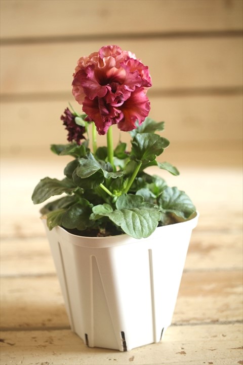 画像2: フリンジ咲きパンジーローヴドゥアントワネット『ロココ』 ★１点もの ver.５１★