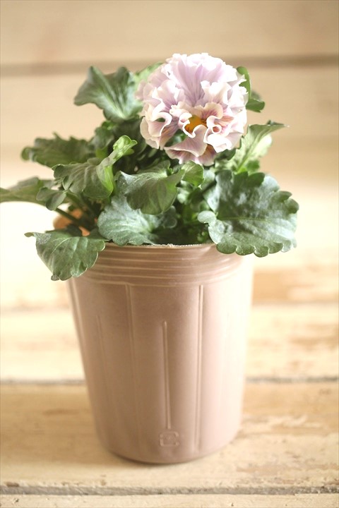 画像1: 【１点もの】2025NEW!! МFFさんオリジナル!! フリルパンジーモアナ『レモーナ』 ★ver.４★