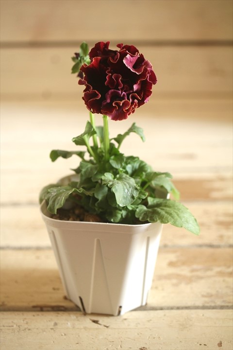 画像2: フリンジ咲きパンジー 『ローブ・ドゥ・アントワネット』 ★１点もの ver.３９★ 