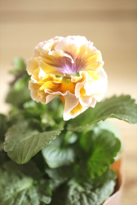 画像2: 【１点もの】2025NEW!! МFFさんオリジナル!! フリルパンジーモアナ『レモーナ』 ★ver.７★