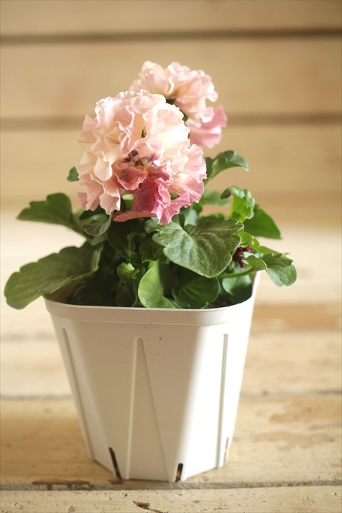 画像2: フリンジ咲きパンジーローヴドゥアントワネット『ロココ』 ★１点もの ver.７０★