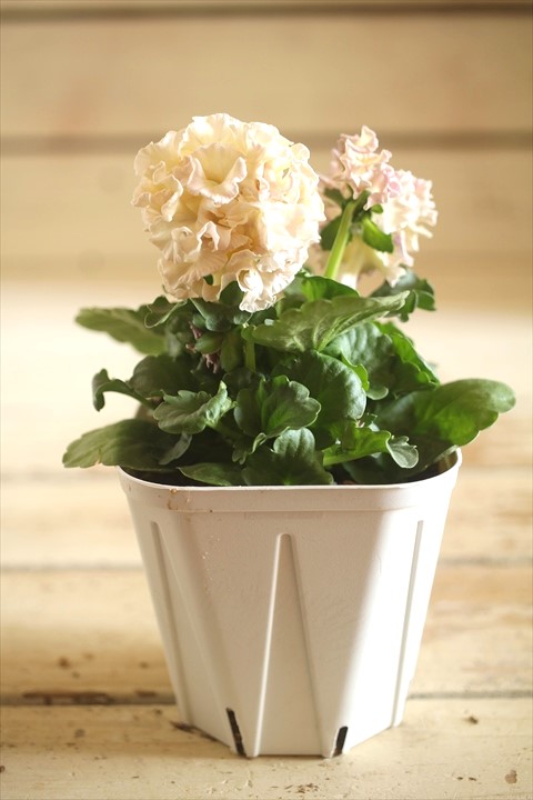 画像2: フリンジ咲きパンジーローヴドゥアントワネット『ロココ』 ★１点もの ver.５６★