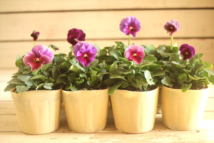 画像: 【８株セット】ビオラエボルベ『パープル系』◆ver.２◆